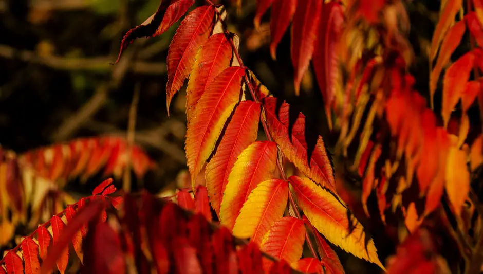 how to plant low grow sumac