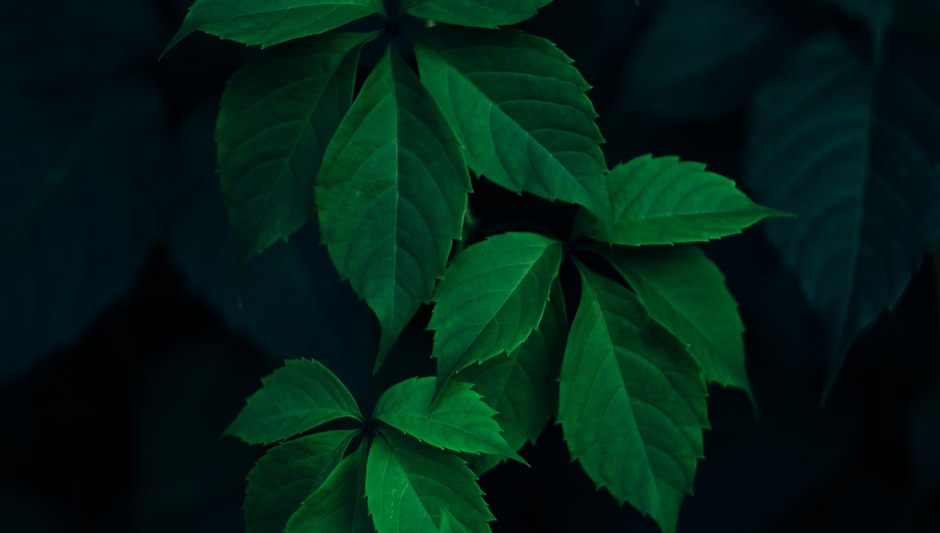 how to cut methi leaves from plant