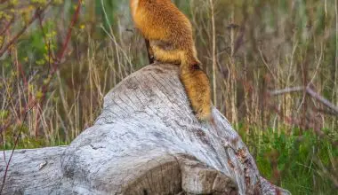 do foxes climb trees
