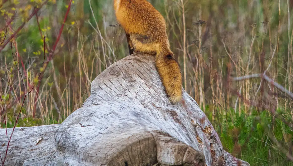 Do Foxes Climb Trees You Should Absolutely Know This!