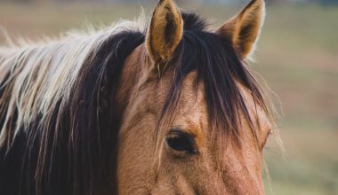 how to grow horse chestnut trees from seed