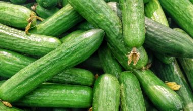 how big will a cucumber plant grow