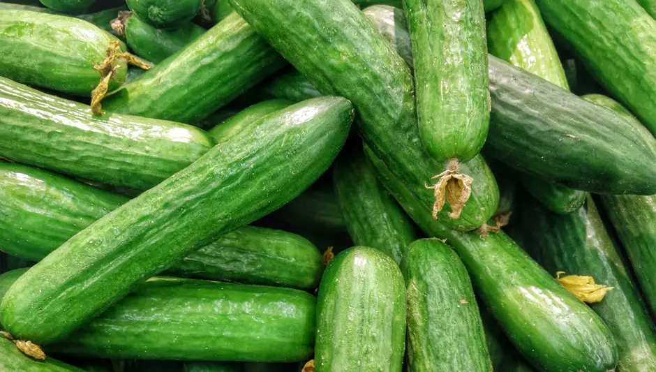 how big will a cucumber plant grow