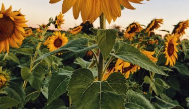 how long do sunflower seeds last for planting