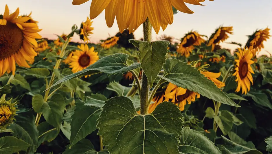 how long do sunflower seeds last for planting
