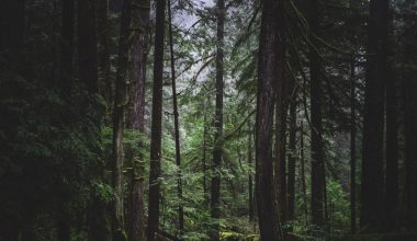 what planting zone is whidbey island