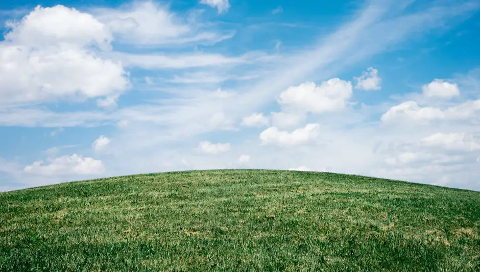 can air plants live in low light