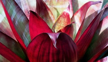 is bromeliad an indoor or outdoor plant