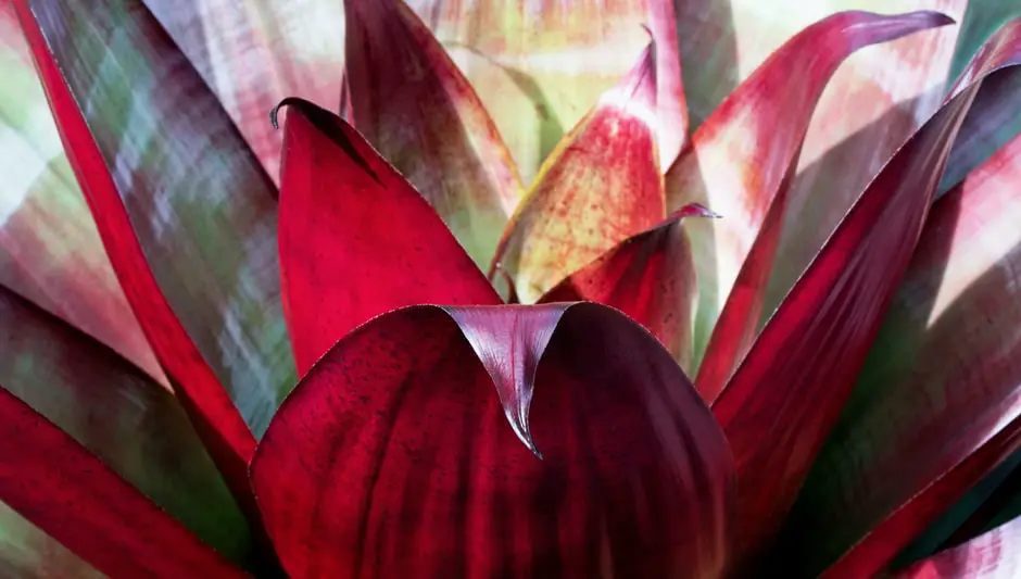 is bromeliad an indoor or outdoor plant