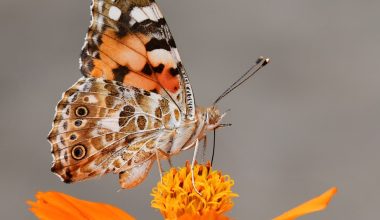 do you prune butterfly bushes