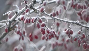 when to prune berberis thunbergii