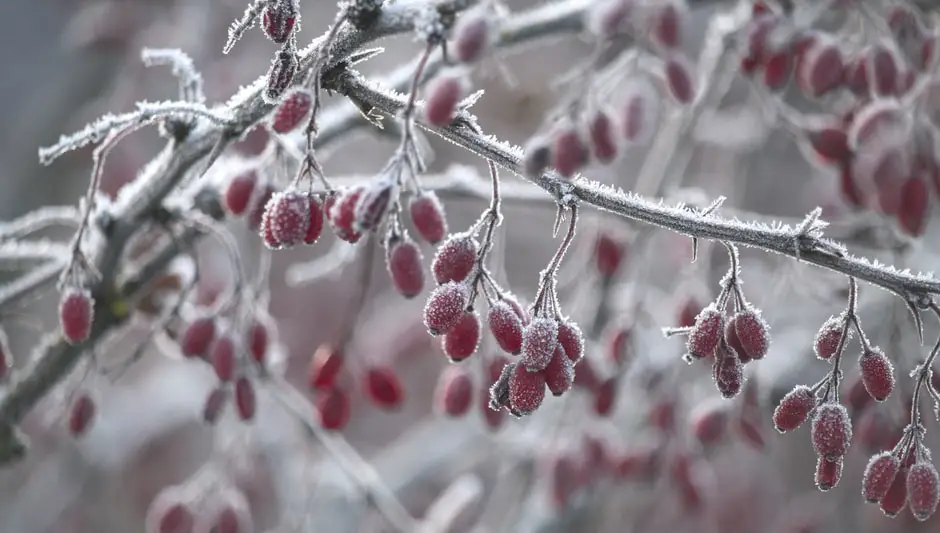 when to prune berberis thunbergii