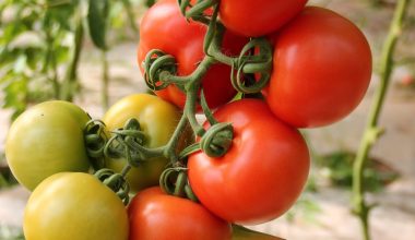 why tomato leaves turn yellow