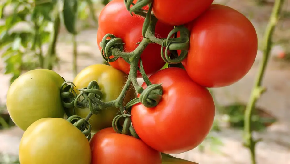 why tomato leaves turn yellow