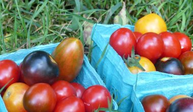 how to seed a plum tomato