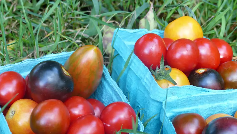how to seed a plum tomato
