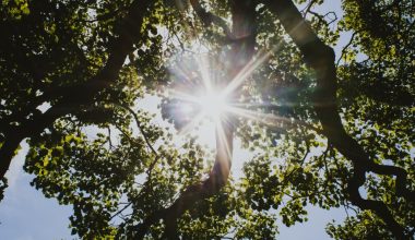 are oak trees fast growing