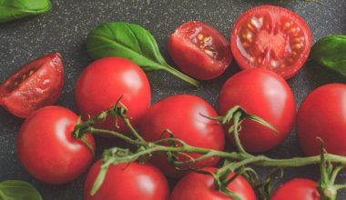 why do tomato plant leaves turn yellow