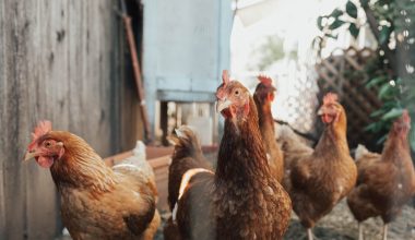 how to harvest chicken of the woods