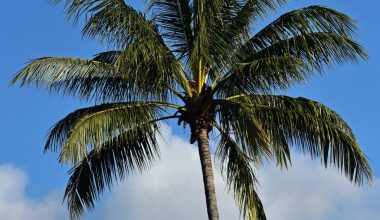 are coconuts palm tree seeds