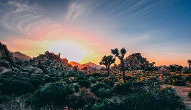 how far is joshua tree from palm springs