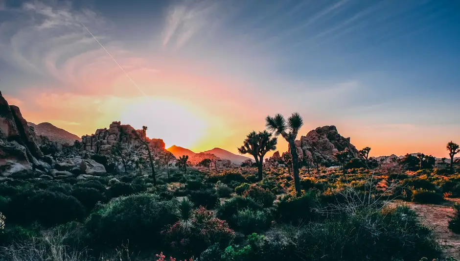 how far is joshua tree from palm springs