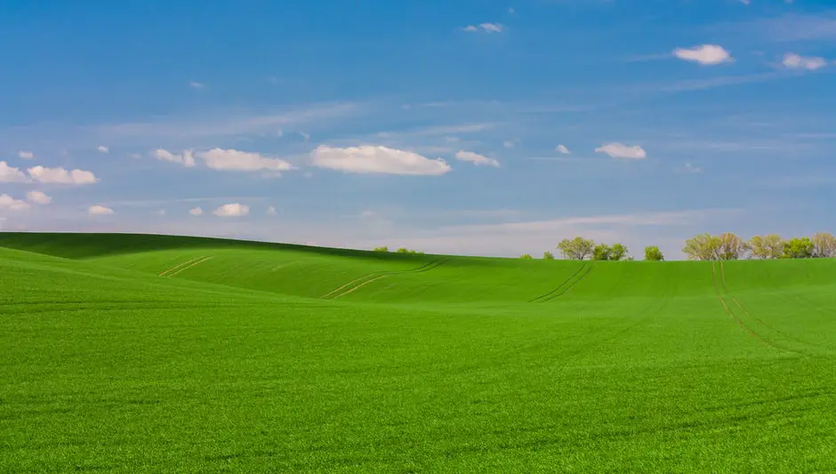 how high does bermuda grass grow