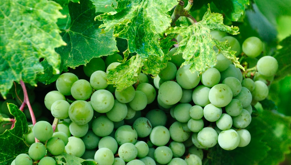 where do grape vines grow