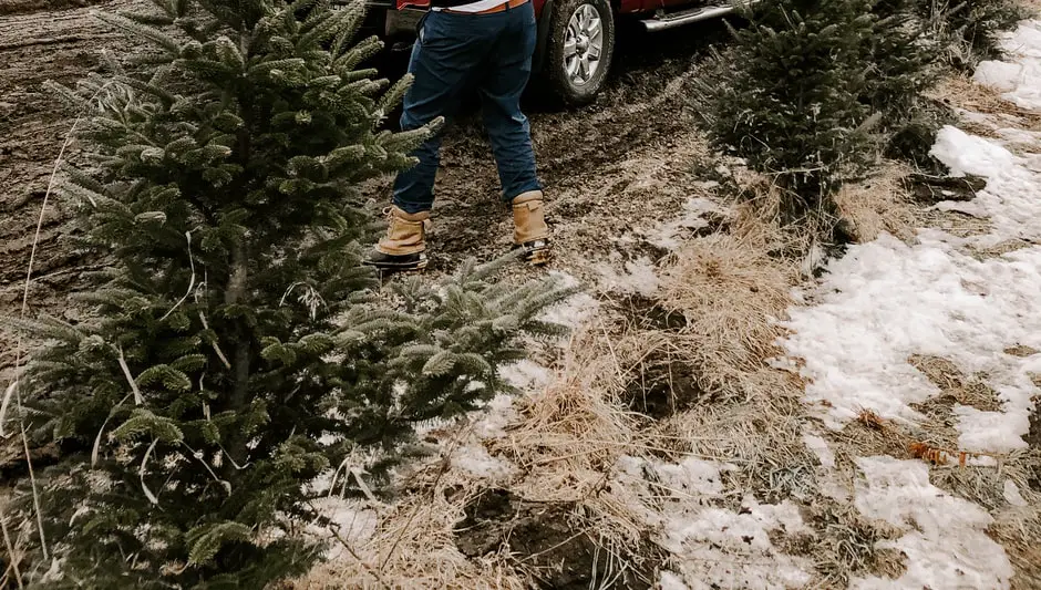 how to start a christmas tree farm