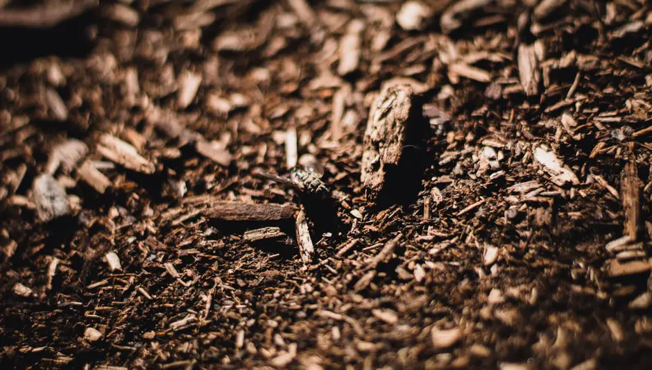 Does Mulch Help Stop Weeds — What People Don't Tell You