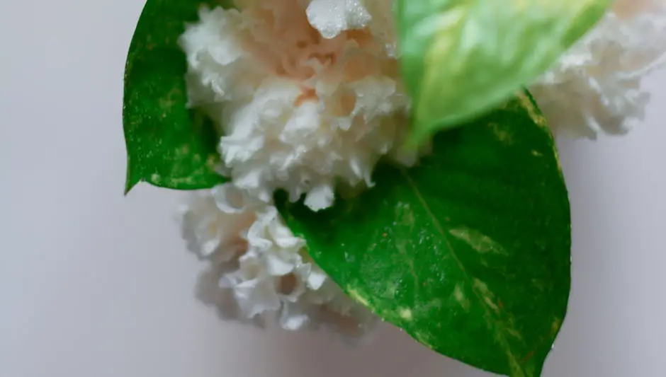 Is Money Plant An Air Purifier? The Best Explanation