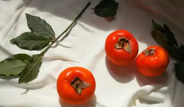 how to grow a persimmon tree