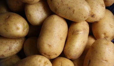 when to harvest sweet potatoes in containers