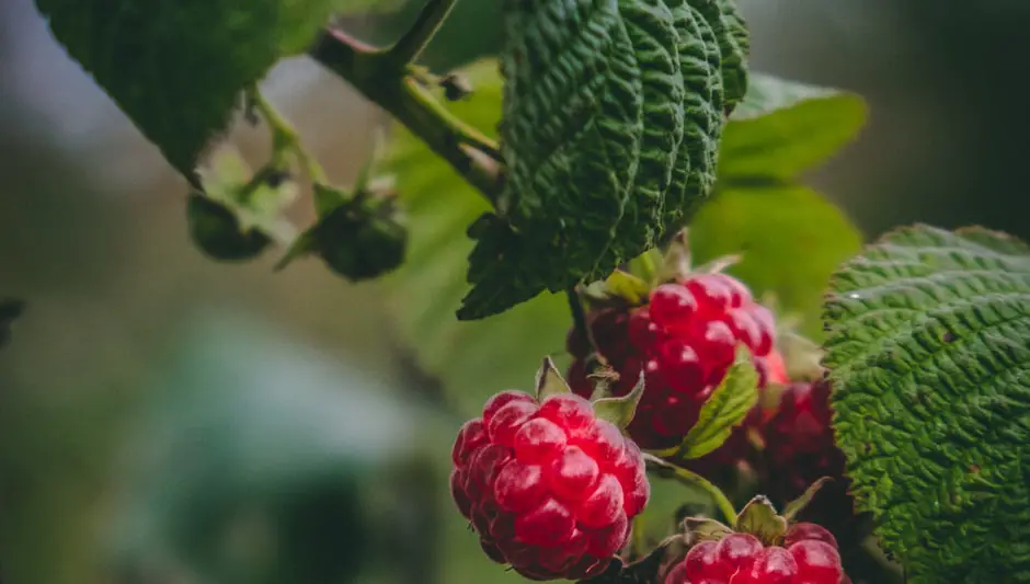 can raspberries grow in shade