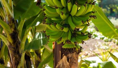 can you grow banana tree in a pot