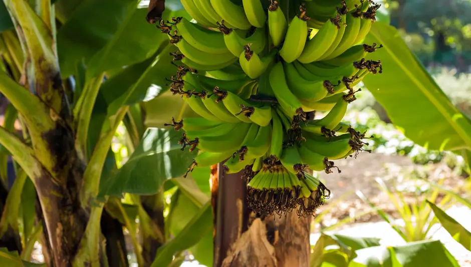 Can You Grow Banana Tree In A Pot? (Explanation Revealed!)