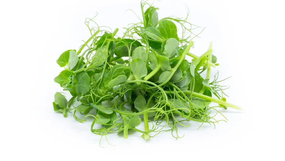 how to grow microgreens indoors