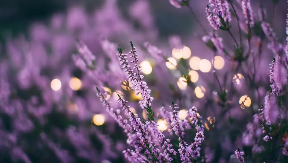 can you harvest lavender after it has bloomed