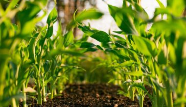 how to aerate soil in potted plants