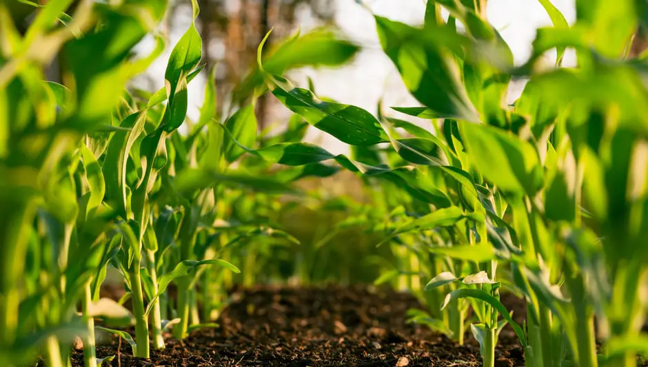 how to aerate soil in potted plants