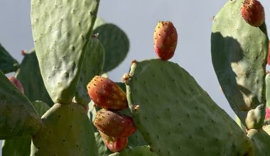 how to plant prickly pear cactus pads