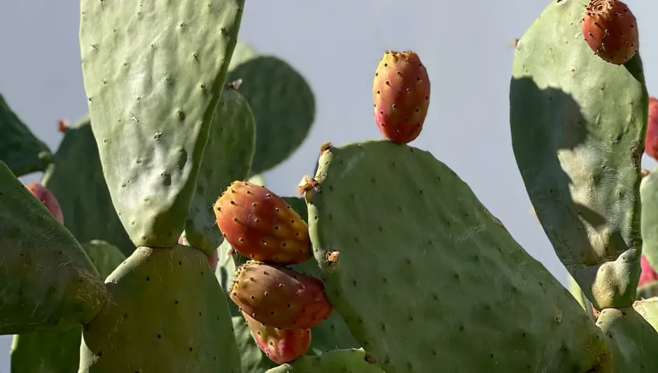 how to plant prickly pear cactus pads