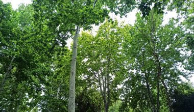 how long do sycamore trees live