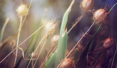 how often should you water your new grass seed