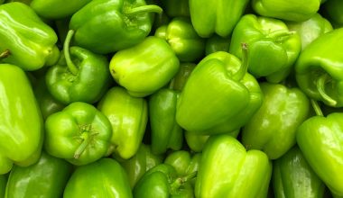 do pepper seeds need light to germinate