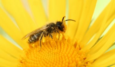 how to pollinate pumpkin plants by hand