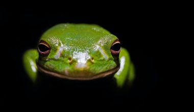 are white tree frogs poisonous