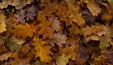 how to compost yard waste