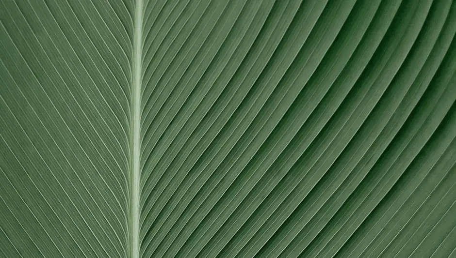 Does Annual Mean Yearly For Plants Finally Explained!