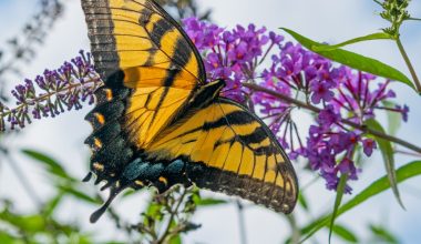 when to prune butterfly bush in zone 7